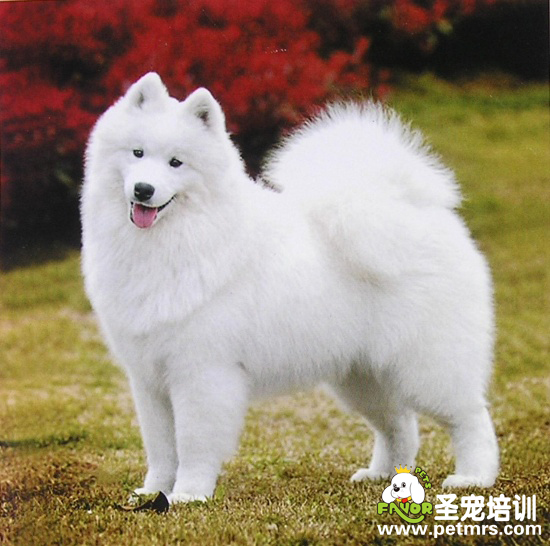 可愛(ài)的狗狗
