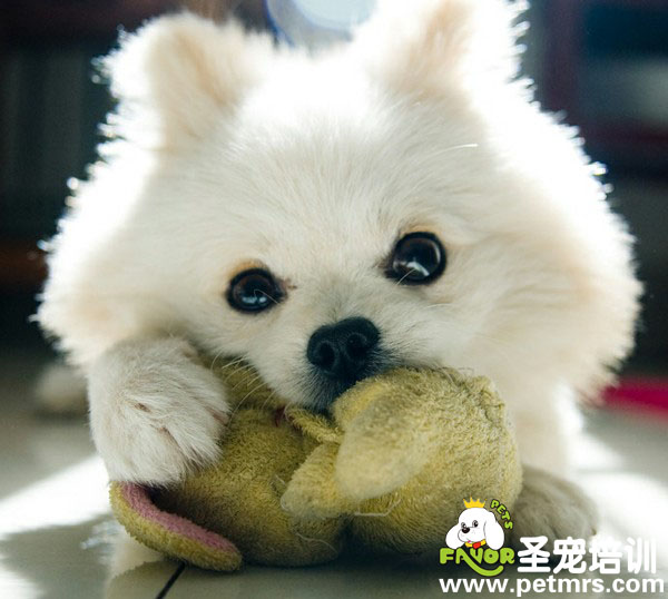 可愛的狗狗