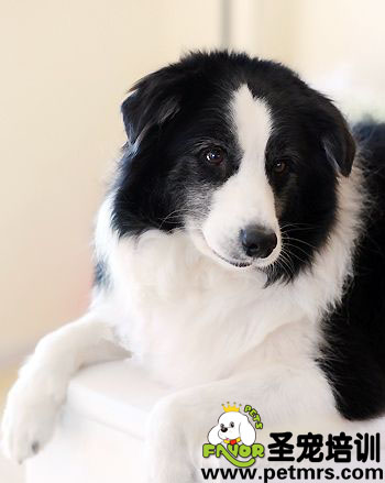 邊境牧羊犬