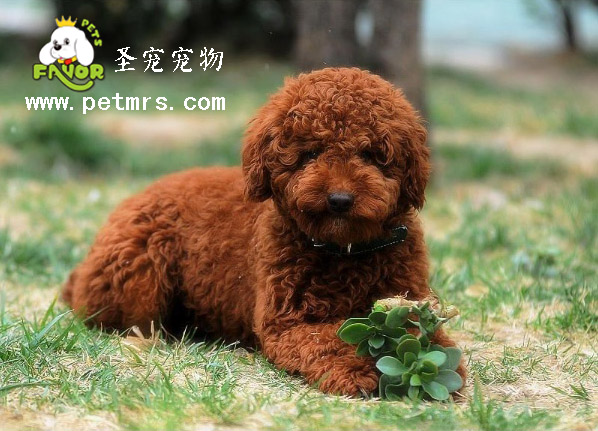 給貴賓洗澡的目的是什么