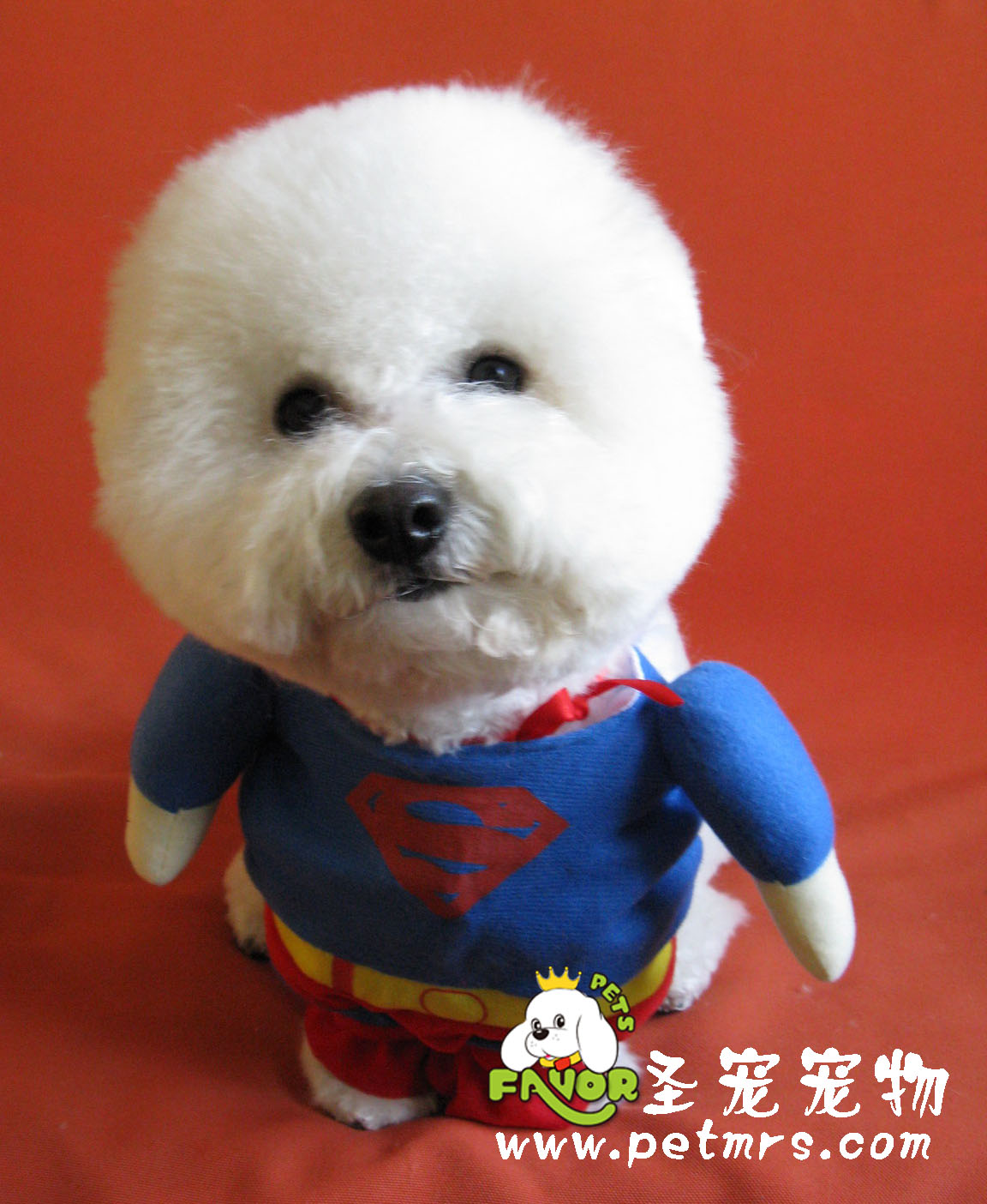 比熊犬美容系列之比熊美容造型