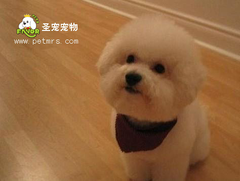 比熊犬美容系列之如何護理比熊的毛發(fā)