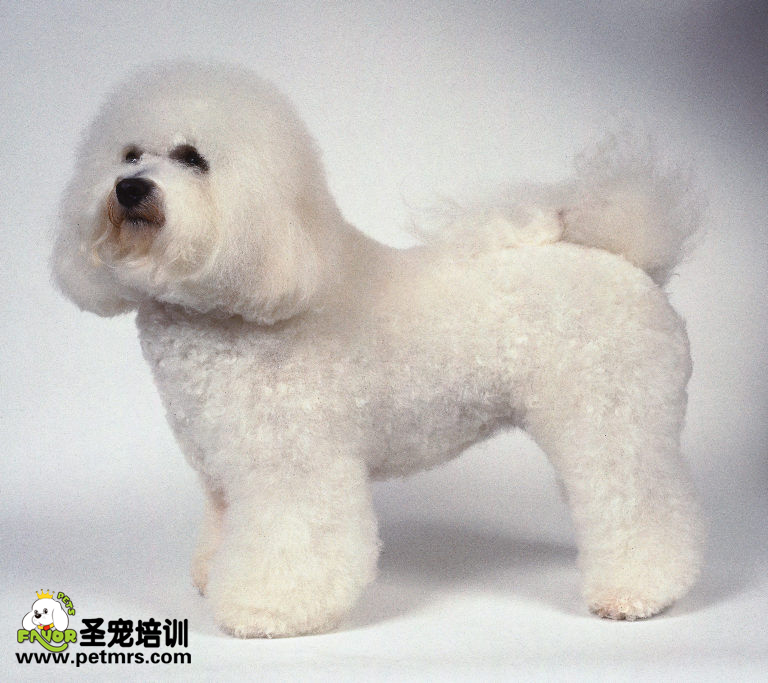 比熊犬美容之如何清理比熊的皮屑