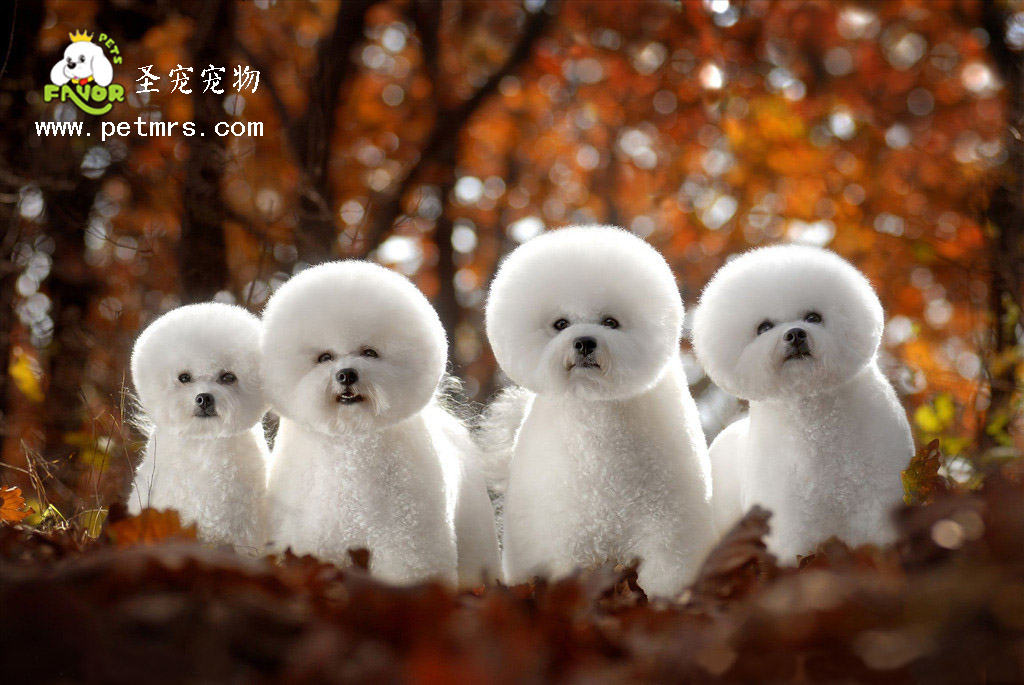 比熊犬毛發的全面護理