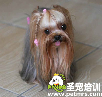 寵物美容知識