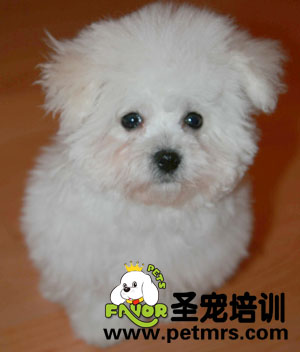 比熊犬的美容