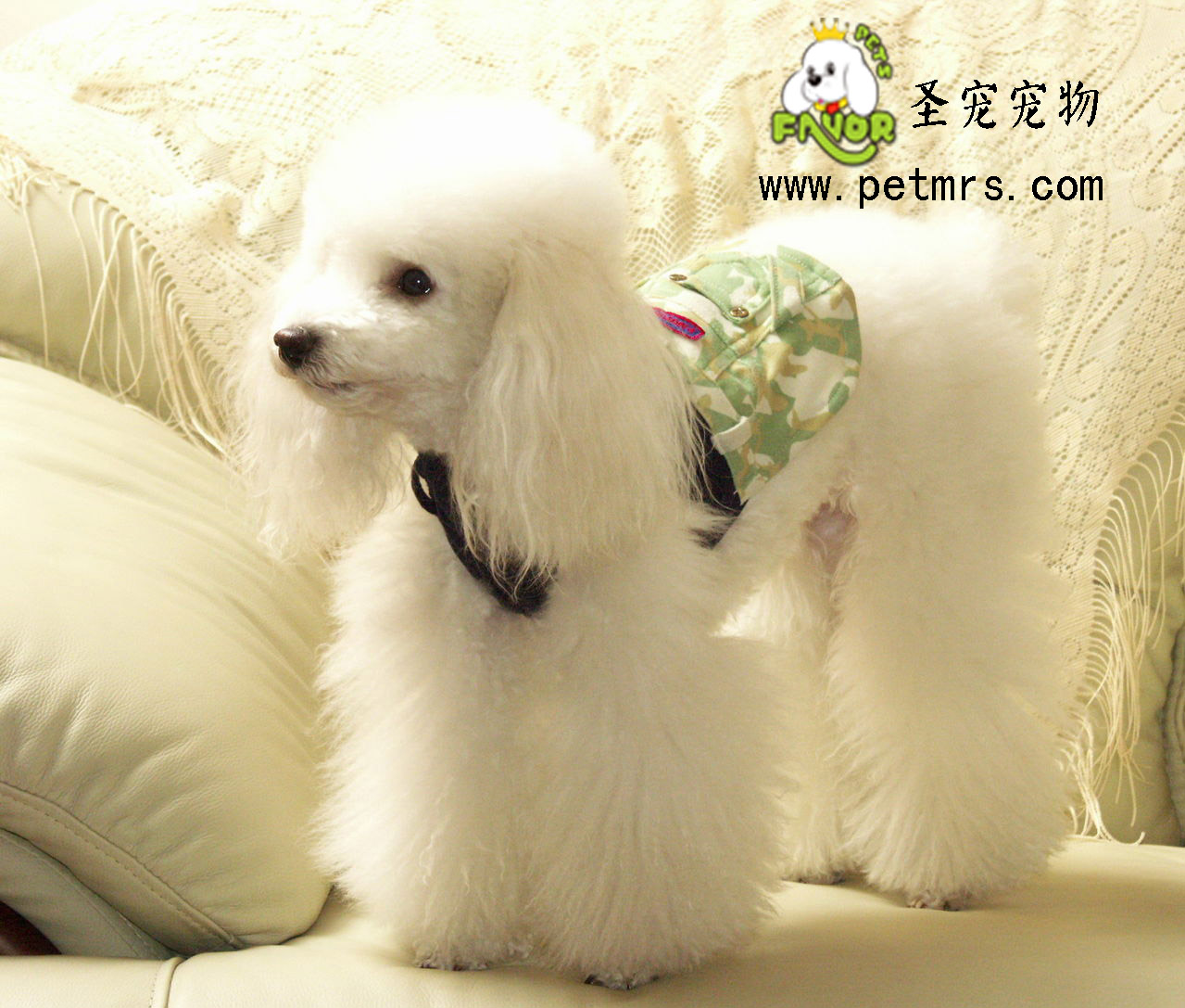 如何給貴賓犬吹風(fēng)美容