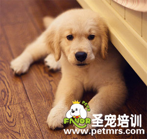 金毛的美容