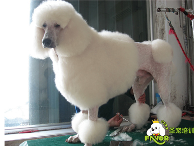 圣寵實(shí)犬操作之貴賓