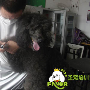 圣寵學校精彩課堂-貴賓修剪