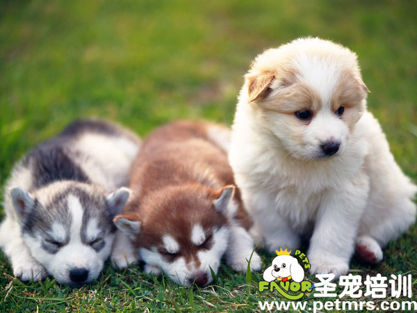 幼犬的護(hù)理