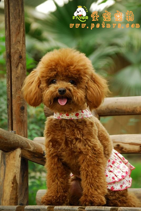 貴賓犬美容之給貴賓染毛