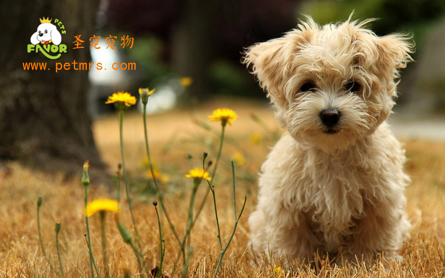 貴賓犬美容之貴賓幼年時(shí)的美容護(hù)理