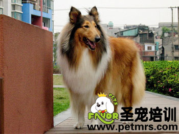 成年期狗狗臉部五官清潔