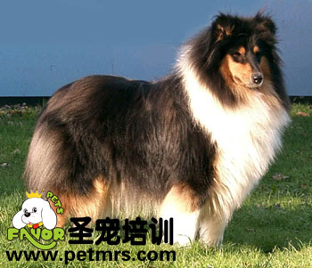 成犬期狗狗的趾甲修剪