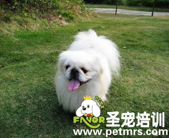 北京犬毛發如何護理