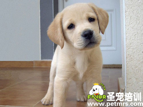 好萌的狗狗