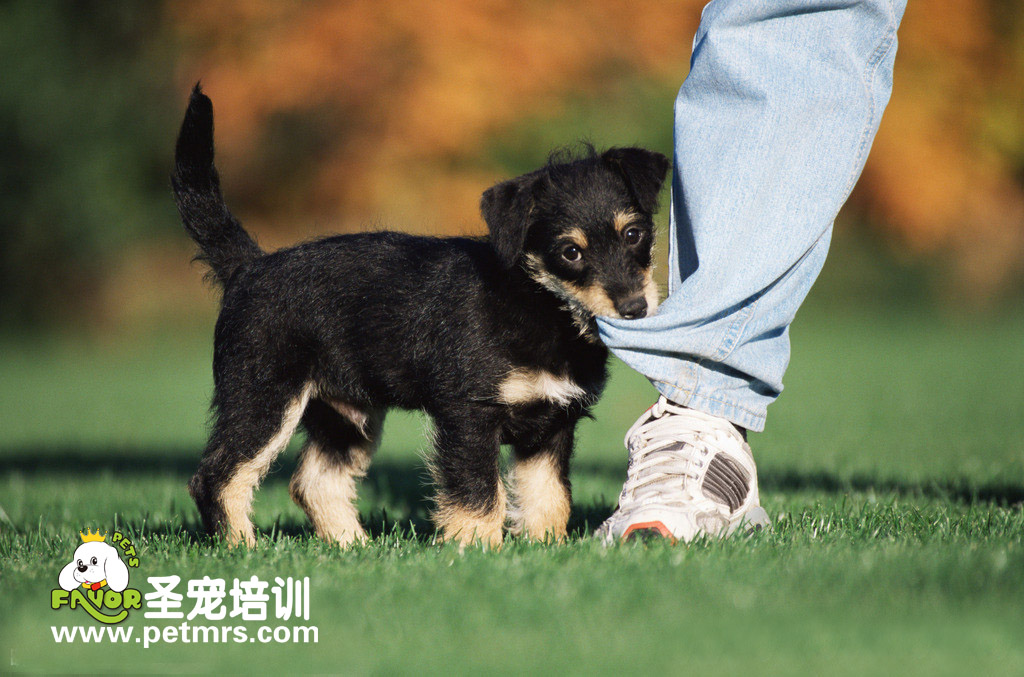 狂犬病的預(yù)防與治療