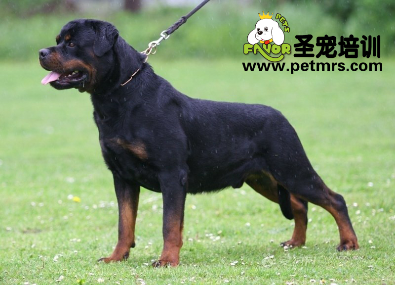 犬惡心絲蟲病的防御與治療