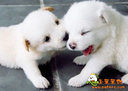 狗狗狂犬病如何預防
