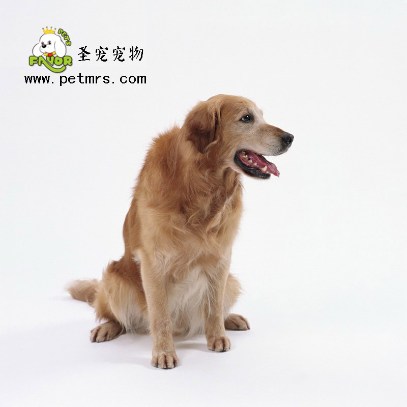 狗狗幼犬腹瀉引起的原因和預防方法