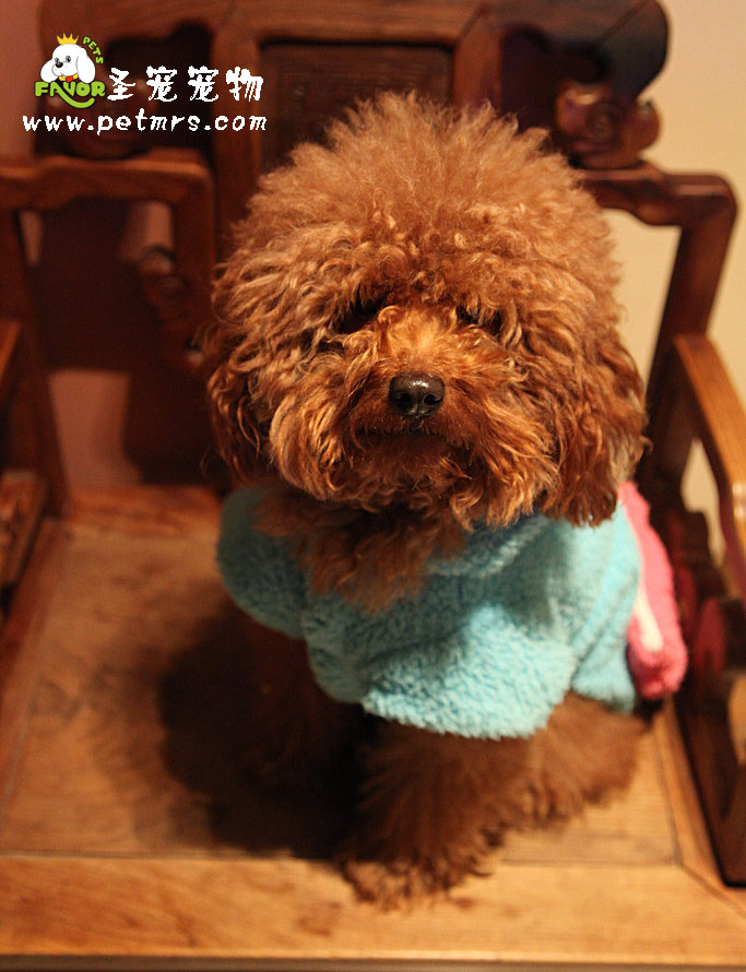 貴賓犬美容知識