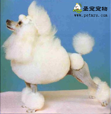 參賽貴賓身體的美容標準
