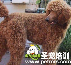 寵物美容之卷毛
