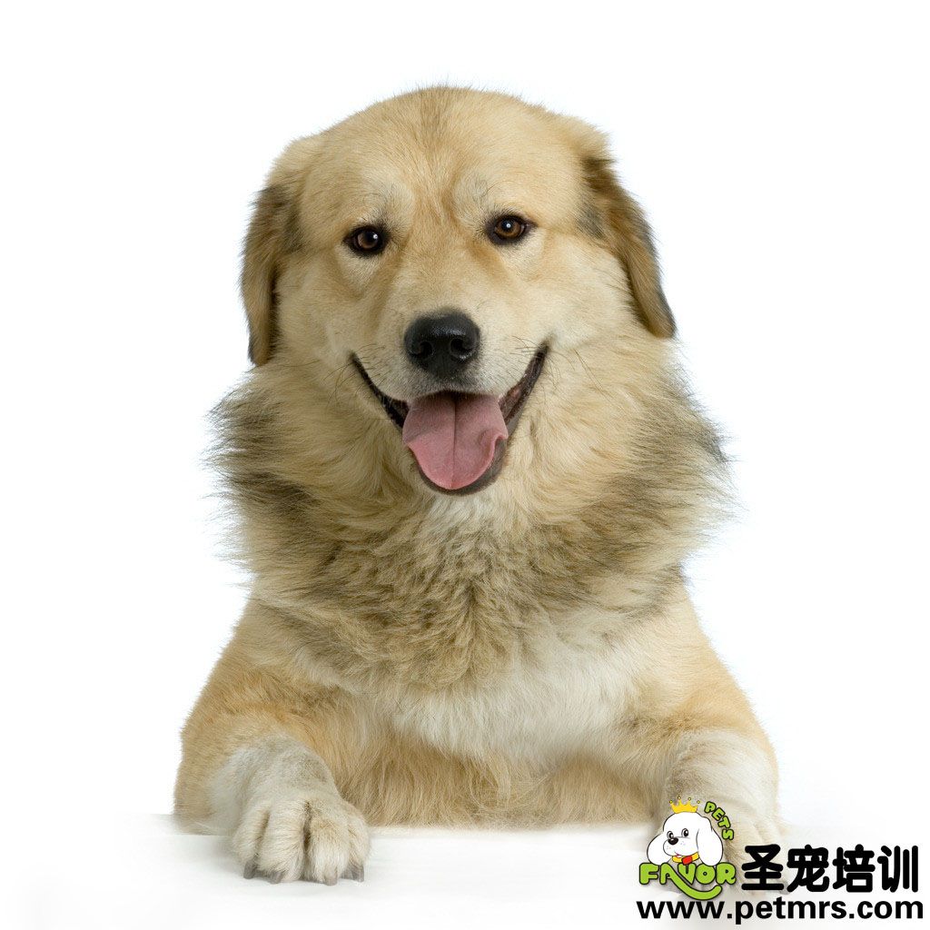 金毛狗狗