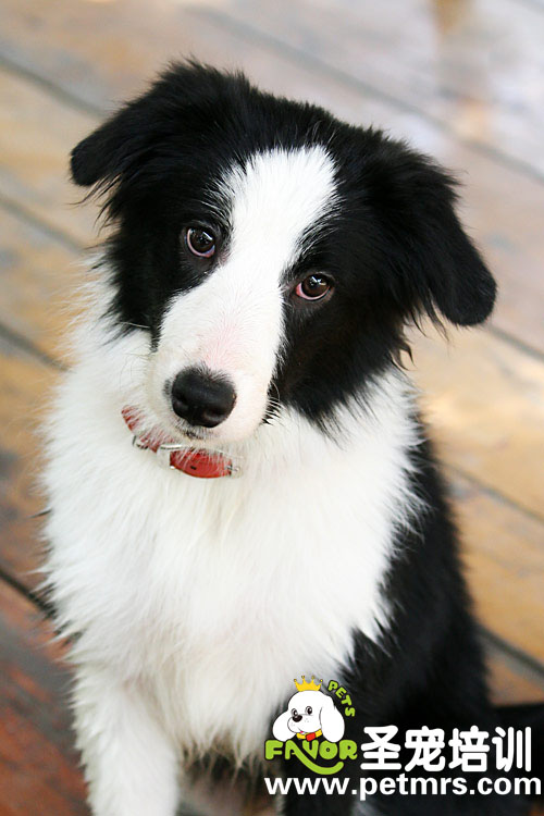 邊境牧羊犬