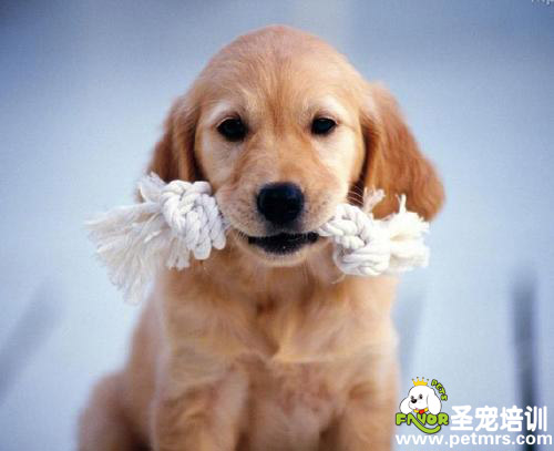 狗狗你是不是餓了