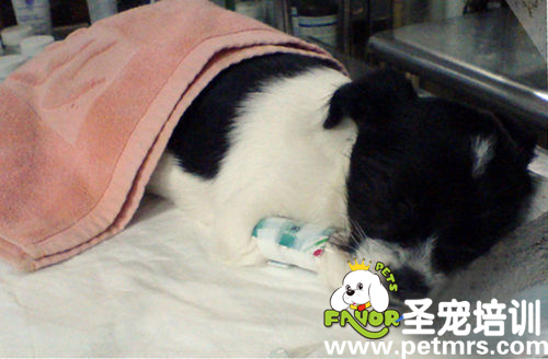 狗狗食物中毒