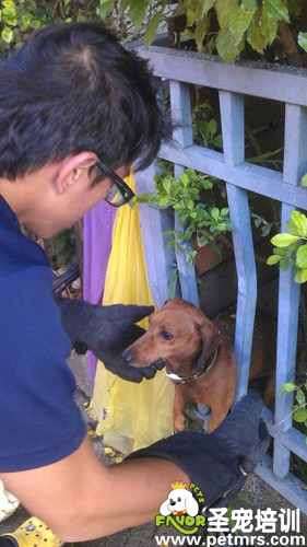 臘腸犬