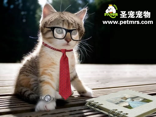 貓咪皮膚病的預(yù)防與治療