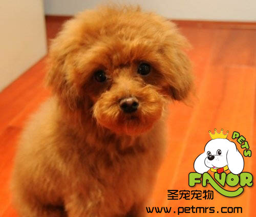 貴賓犬美容之貴賓日常護理方法