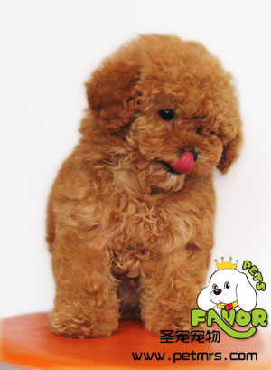 該如何給貴賓犬美容