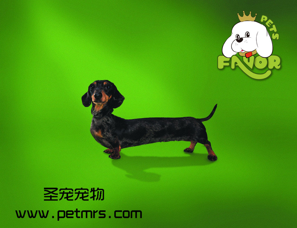 為什么狗狗打過預防針還會得犬細小病