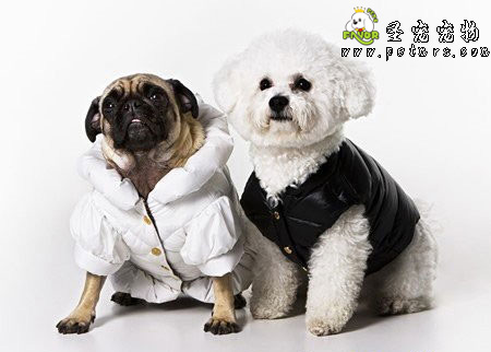 犬瘟熱與細小病的區別