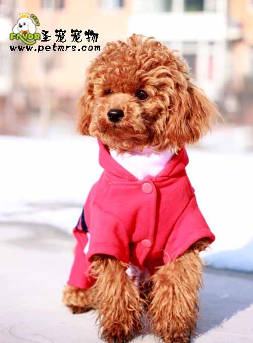 給貴賓犬美容的目的