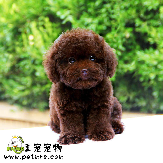 貴賓犬美容之如何為貴賓梳理梳理好毛發