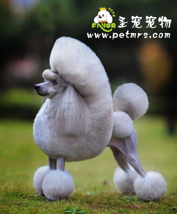 賽前美容比賽讓貴賓犬毛發增量的方法