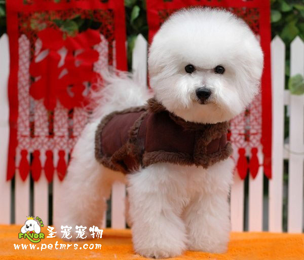 比熊犬美容之比熊掉毛預(yù)防策略