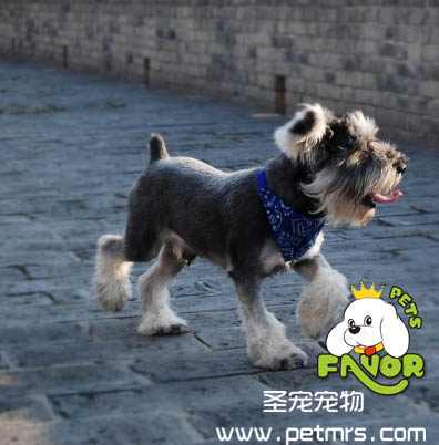 迷你雪納瑞犬修剪