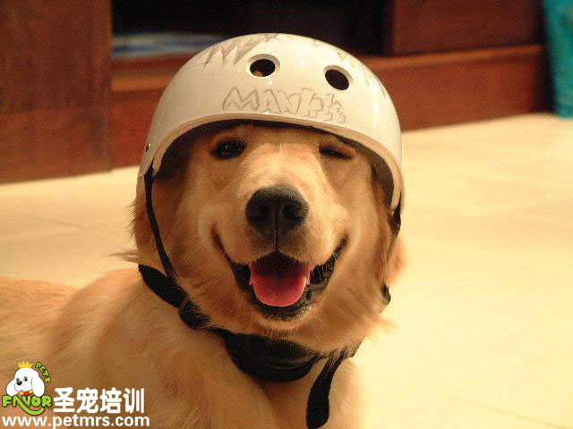 狗狗超萌的表情