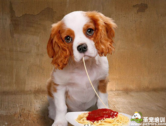 狗狗超萌的吃飯表情