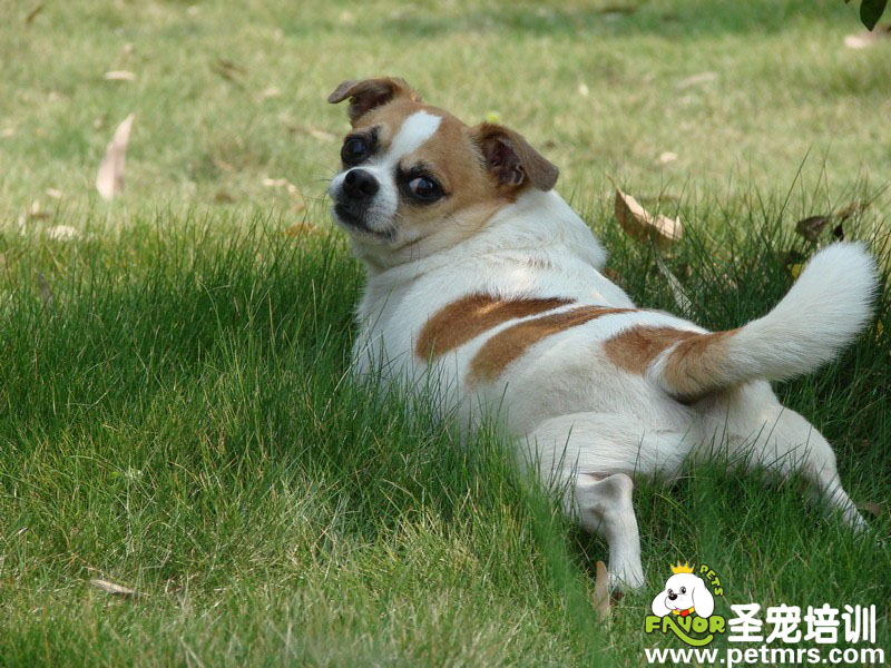 狗狗你在干嗎？