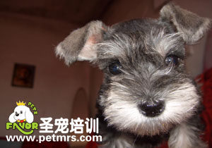 犬濕疹的病癥和治療
