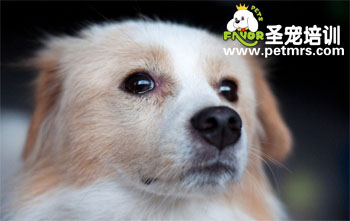 狗狗眼部護理