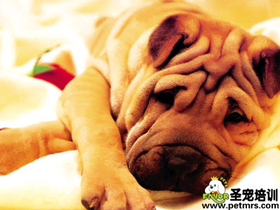 老狗狗！動(dòng)不了了