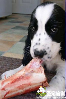 狗狗吃生肉
